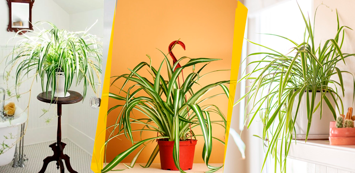Clorofitos são capazes de eliminar substâncias nocivas ao ambiente e, por isso, são ótimas alternativas para plantas indoor