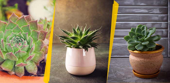 Suculentas são alternativas para plantas indoor.