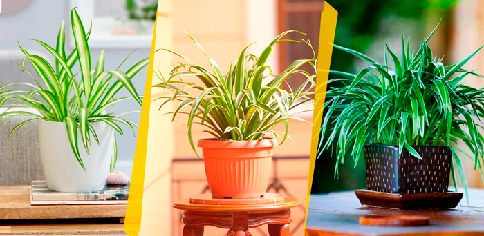 Clorofitos são inofensivos aos pets e dão uma cor especial a qualquer ambiente, sendo ótimas para decoração de interiores.