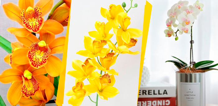 Além de lindas e cobiçadas, as orquídeas são consideradas pet friendly por não fazerem mal algum ao seu bichinho de estimação.
