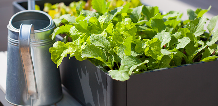 Escolha adequadamente as hortaliças que você vai misturar em sua horta.